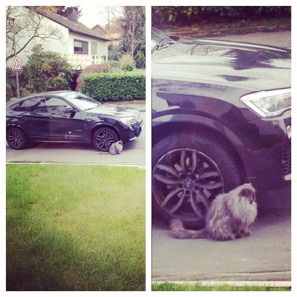 Кошка как причина пропустить тренировку