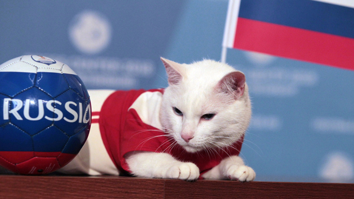 Кот-оракул Ахилл