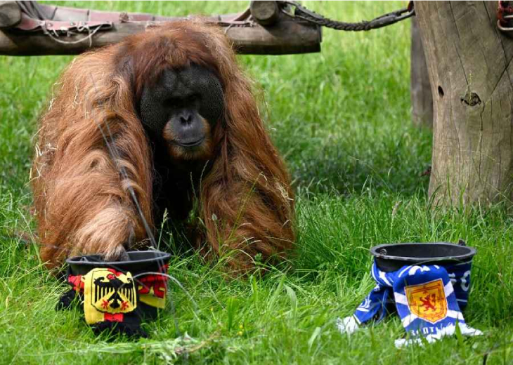 Орангутан Вальтер спрогнозировал победу сборной Германии