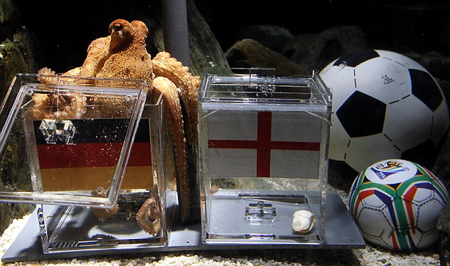 Осьминог Пауль