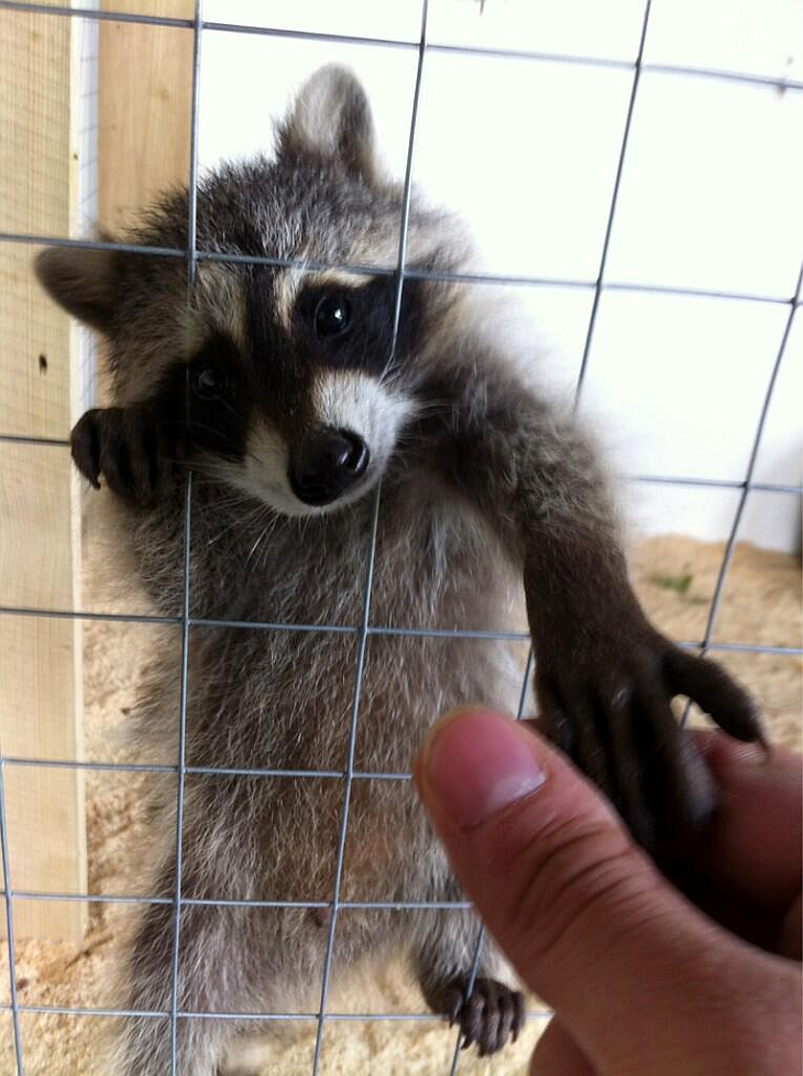 Енот Василия Уткина